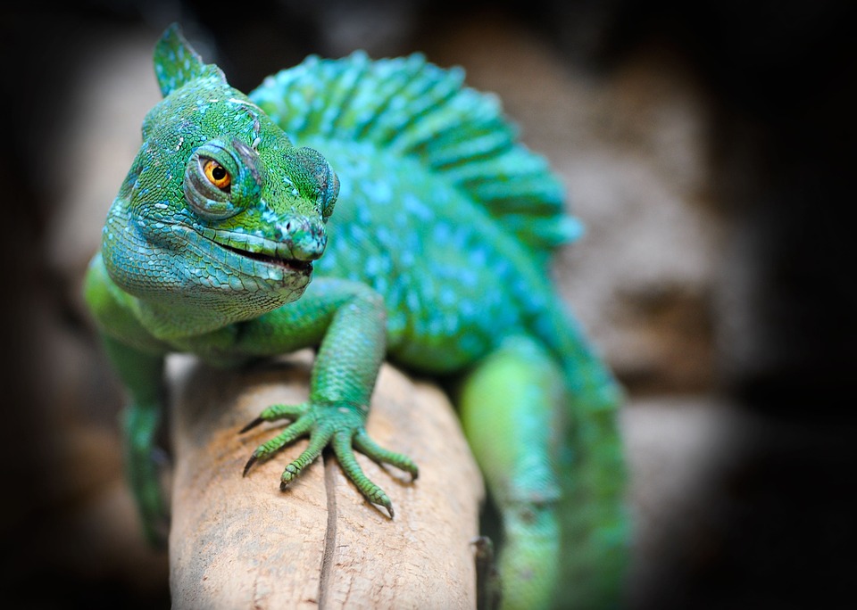 green lizard-- wildlife photography